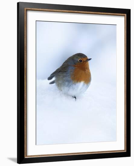 Robin (Erithacus Rubecula), in Snow, United Kingdom, Europe-Ann & Steve Toon-Framed Photographic Print