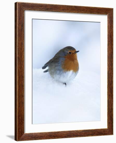 Robin (Erithacus Rubecula), in Snow, United Kingdom, Europe-Ann & Steve Toon-Framed Photographic Print