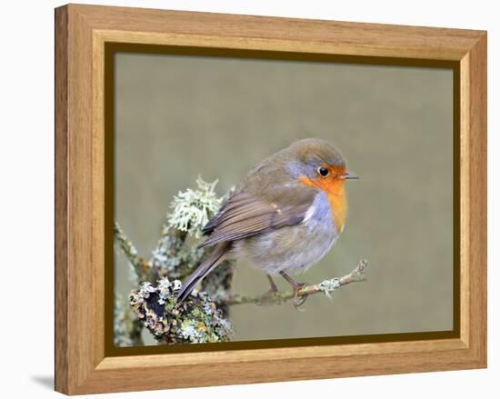 Robin (Erithacus Rubecula), Lake District, Cumbria, England, United Kingdom, Europe-David and Louis Gibbon-Framed Premier Image Canvas