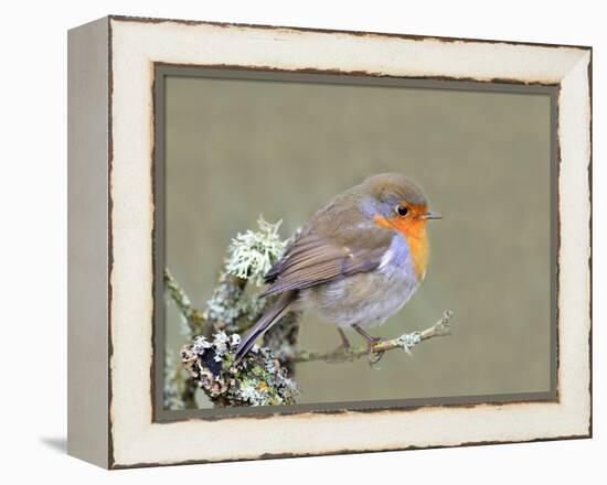 Robin (Erithacus Rubecula), Lake District, Cumbria, England, United Kingdom, Europe-David and Louis Gibbon-Framed Premier Image Canvas