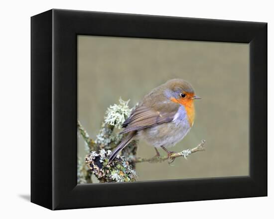 Robin (Erithacus Rubecula), Lake District, Cumbria, England, United Kingdom, Europe-David and Louis Gibbon-Framed Premier Image Canvas