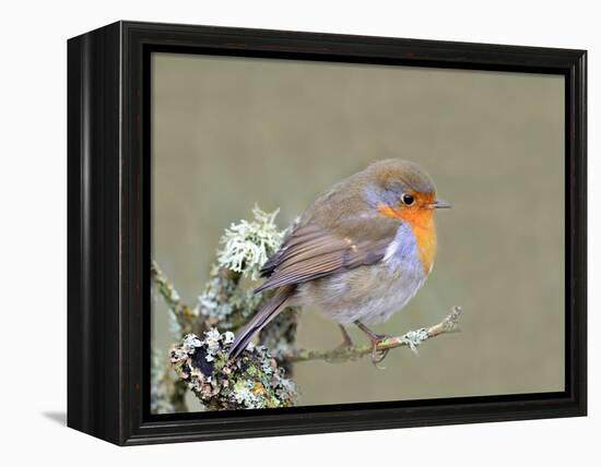 Robin (Erithacus Rubecula), Lake District, Cumbria, England, United Kingdom, Europe-David and Louis Gibbon-Framed Premier Image Canvas