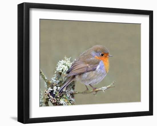 Robin (Erithacus Rubecula), Lake District, Cumbria, England, United Kingdom, Europe-David and Louis Gibbon-Framed Photographic Print