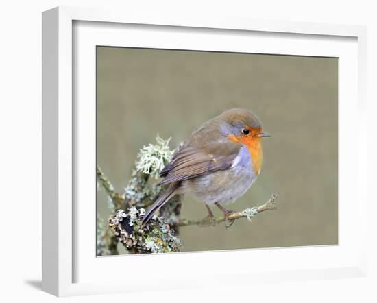 Robin (Erithacus Rubecula), Lake District, Cumbria, England, United Kingdom, Europe-David and Louis Gibbon-Framed Photographic Print