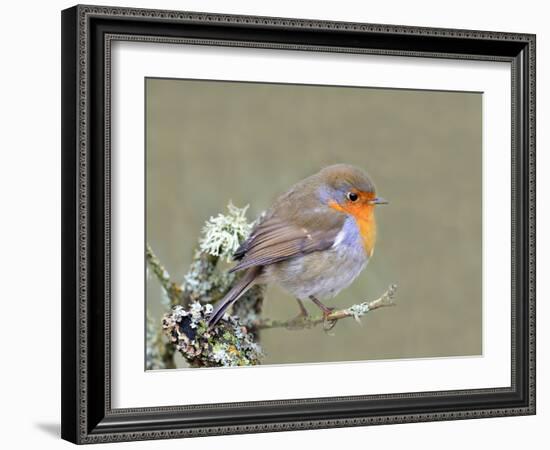 Robin (Erithacus Rubecula), Lake District, Cumbria, England, United Kingdom, Europe-David and Louis Gibbon-Framed Photographic Print