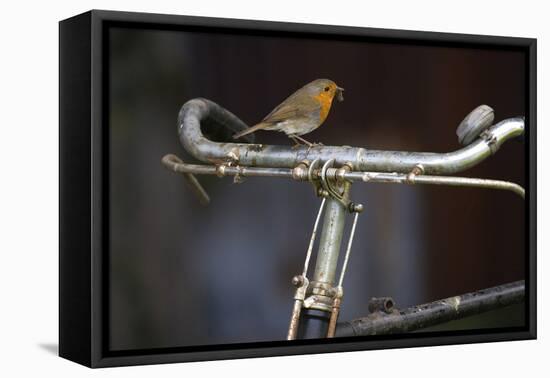 Robin Erithacus Rubecula on Bicycle-Ernie Janes-Framed Premier Image Canvas