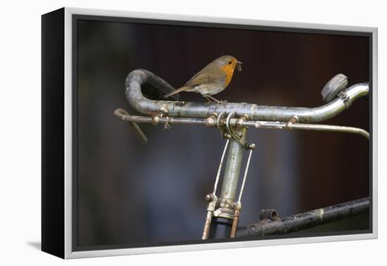 Robin Erithacus Rubecula on Bicycle-Ernie Janes-Framed Premier Image Canvas