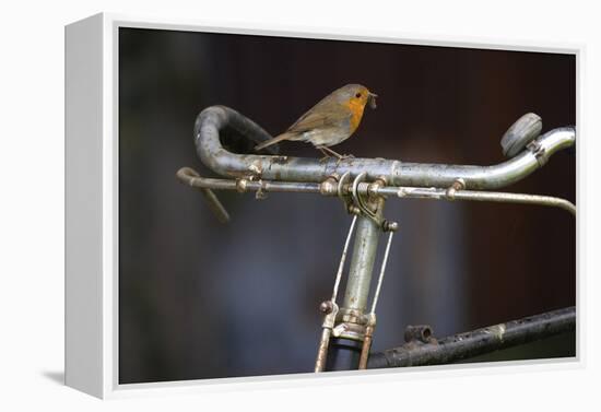 Robin Erithacus Rubecula on Bicycle-Ernie Janes-Framed Premier Image Canvas