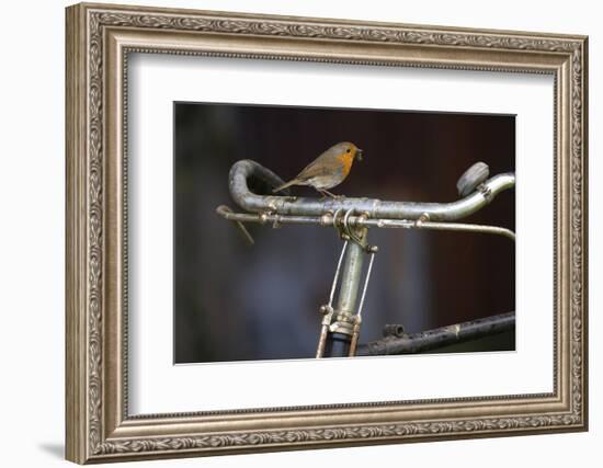 Robin Erithacus Rubecula on Bicycle-Ernie Janes-Framed Photographic Print