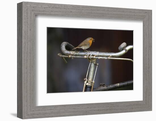 Robin Erithacus Rubecula on Bicycle-Ernie Janes-Framed Photographic Print