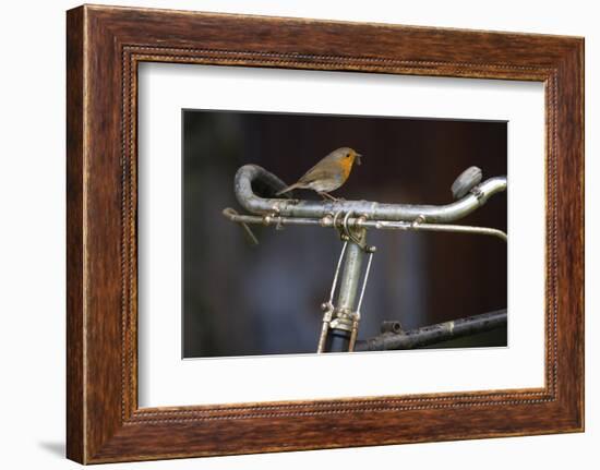 Robin Erithacus Rubecula on Bicycle-Ernie Janes-Framed Photographic Print