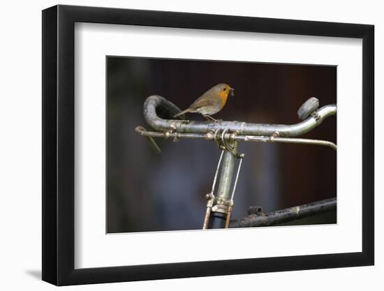 Robin Erithacus Rubecula on Bicycle-Ernie Janes-Framed Photographic Print