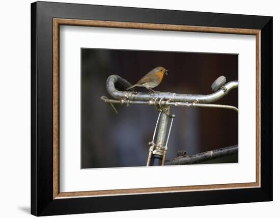 Robin Erithacus Rubecula on Bicycle-Ernie Janes-Framed Photographic Print