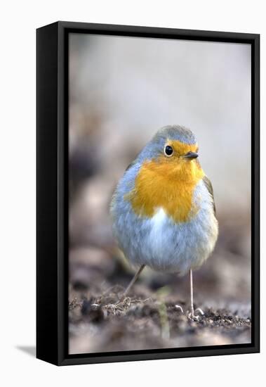 Robin (Erithacus rubecula). Sark, British Channel Islands-Sue Daly-Framed Premier Image Canvas