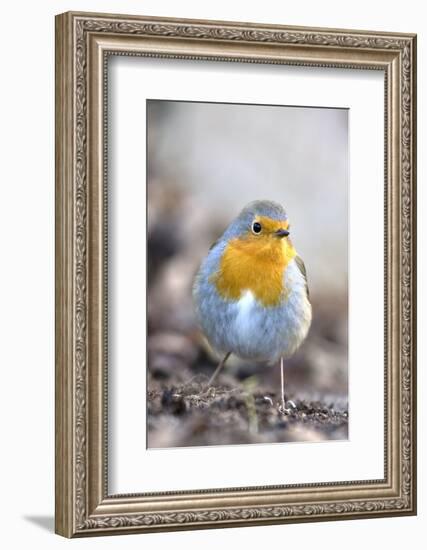 Robin (Erithacus rubecula). Sark, British Channel Islands-Sue Daly-Framed Photographic Print