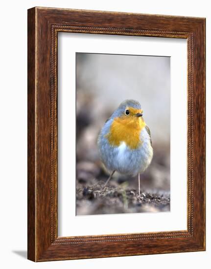 Robin (Erithacus rubecula). Sark, British Channel Islands-Sue Daly-Framed Photographic Print