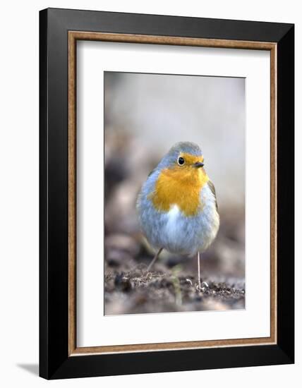 Robin (Erithacus rubecula). Sark, British Channel Islands-Sue Daly-Framed Photographic Print