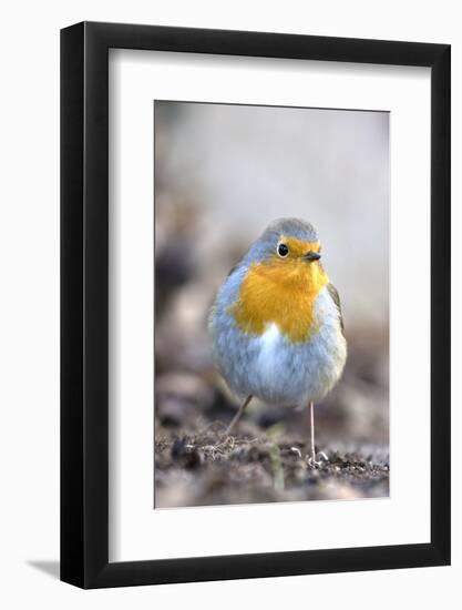 Robin (Erithacus rubecula). Sark, British Channel Islands-Sue Daly-Framed Photographic Print