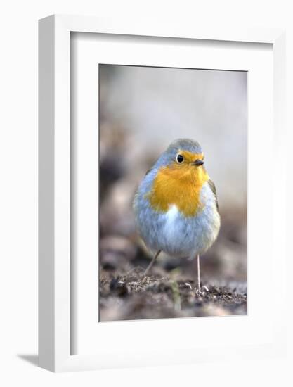 Robin (Erithacus rubecula). Sark, British Channel Islands-Sue Daly-Framed Photographic Print