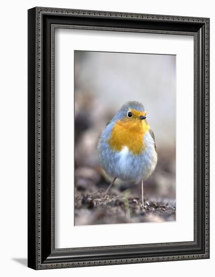 Robin (Erithacus rubecula). Sark, British Channel Islands-Sue Daly-Framed Photographic Print