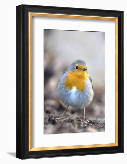 Robin (Erithacus rubecula). Sark, British Channel Islands-Sue Daly-Framed Photographic Print