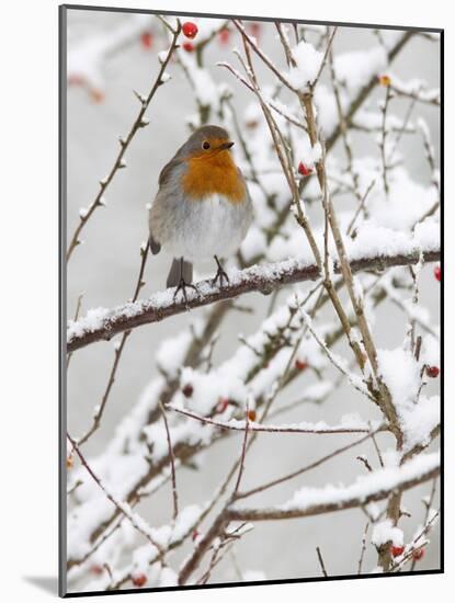 Robin (Erithacus Rubecula), With Berries in Snow, Uk-Ann & Steve Toon-Mounted Photographic Print