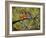 Robin Family-Blenda Tyvoll-Framed Giclee Print