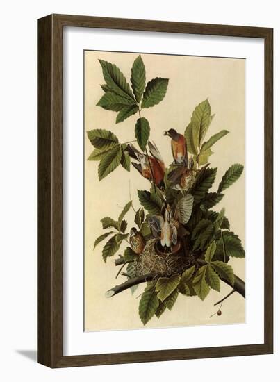 Robin Family-John James Audubon-Framed Giclee Print