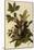 Robin Family-John James Audubon-Mounted Giclee Print