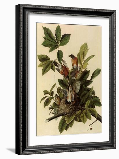 Robin Family-John James Audubon-Framed Giclee Print