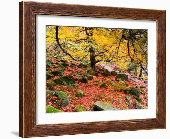 Robin Hood's Delight-Doug Chinnery-Framed Photographic Print