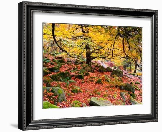 Robin Hood's Delight-Doug Chinnery-Framed Photographic Print