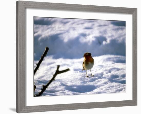 Robin in Snow, 1979-null-Framed Photographic Print
