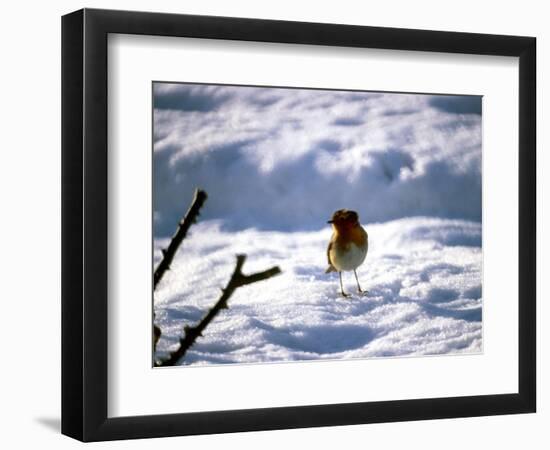 Robin in Snow, 1979-null-Framed Photographic Print