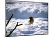 Robin in Snow, 1979-null-Mounted Photographic Print