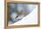 Robin  in snow, Cornwall, UK-Ross Hoddinott-Framed Premier Image Canvas