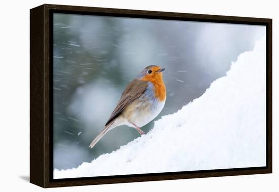 Robin  in snow, Cornwall, UK-Ross Hoddinott-Framed Premier Image Canvas