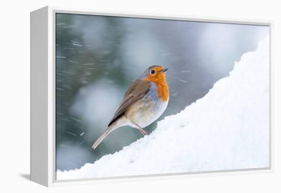 Robin  in snow, Cornwall, UK-Ross Hoddinott-Framed Premier Image Canvas