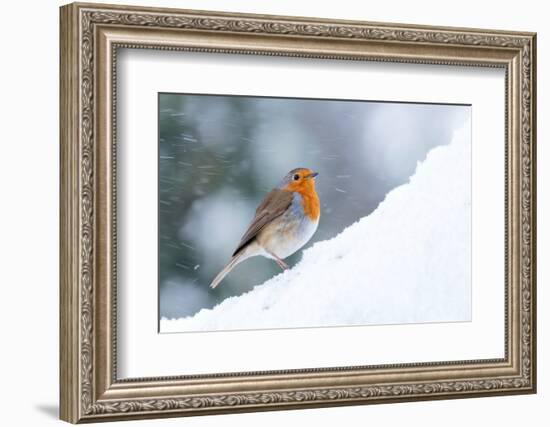 Robin  in snow, Cornwall, UK-Ross Hoddinott-Framed Photographic Print