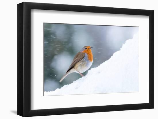 Robin  in snow, Cornwall, UK-Ross Hoddinott-Framed Photographic Print