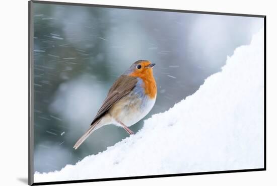 Robin  in snow, Cornwall, UK-Ross Hoddinott-Mounted Photographic Print