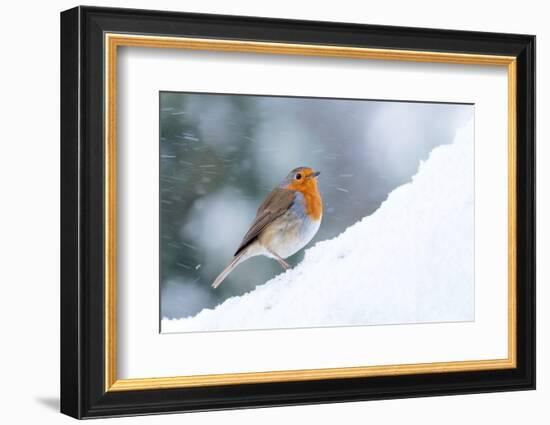 Robin  in snow, Cornwall, UK-Ross Hoddinott-Framed Photographic Print