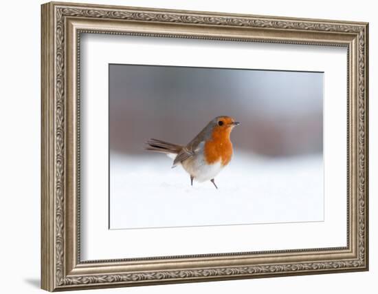 Robin in snow, nr Bradworthy, Devon, UK. December 2010-Ross Hoddinott-Framed Photographic Print
