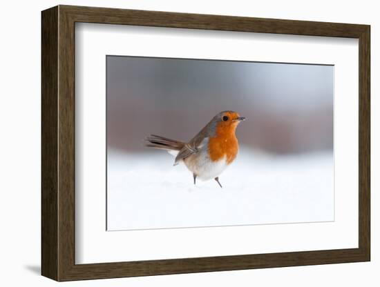 Robin in snow, nr Bradworthy, Devon, UK. December 2010-Ross Hoddinott-Framed Photographic Print