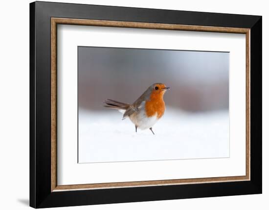 Robin in snow, nr Bradworthy, Devon, UK. December 2010-Ross Hoddinott-Framed Photographic Print