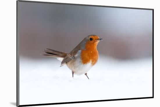 Robin in snow, nr Bradworthy, Devon, UK. December 2010-Ross Hoddinott-Mounted Photographic Print