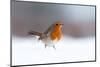 Robin in snow, nr Bradworthy, Devon, UK. December 2010-Ross Hoddinott-Mounted Photographic Print