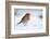 Robin in snow, nr Bradworthy, Devon, UK. December 2010-Ross Hoddinott-Framed Photographic Print