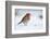 Robin in snow, nr Bradworthy, Devon, UK. December 2010-Ross Hoddinott-Framed Photographic Print