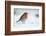 Robin in snow, nr Bradworthy, Devon, UK. December 2010-Ross Hoddinott-Framed Photographic Print